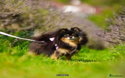 Chihuahua dogs for sale: Cream Chihuahua and pomeranian for sale - Image 4