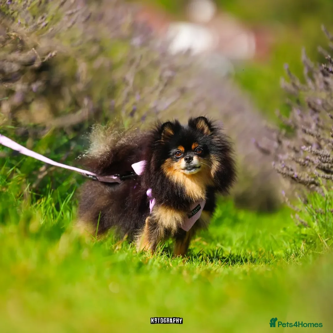 Chihuahua dogs for sale: Cream Chihuahua and pomeranian for sale - Image 4