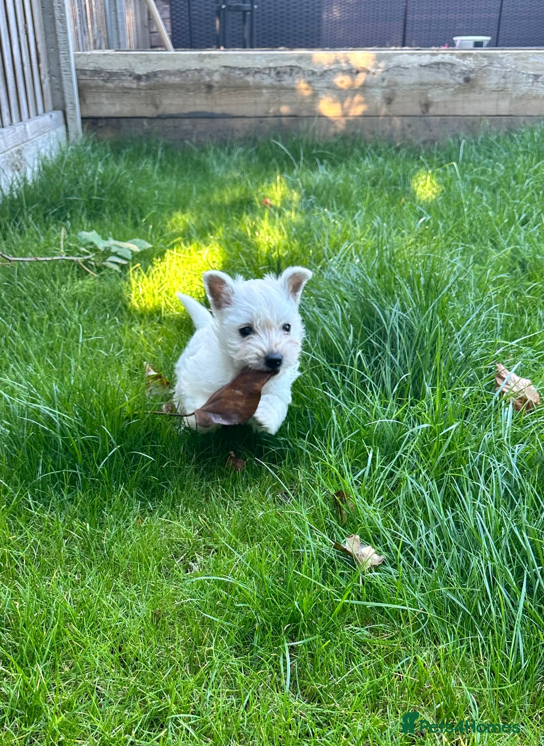 West Highland Terrier dogs for sale: West highland terrier puppies - Image 25
