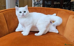 Scottish Fold cats for sale: Excellent Scottish straight kittens ready to go - Image 3