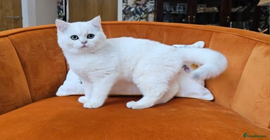 Scottish Fold cats - Advert 1