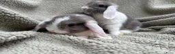 Mini Lop rabbits for sale: 2 Male mini lops looking for their forever homes  - Advert 2