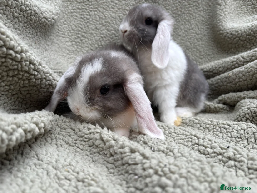 Mini Lop rabbits for sale: 2 Male mini lops looking for their forever homes  - Advert 2