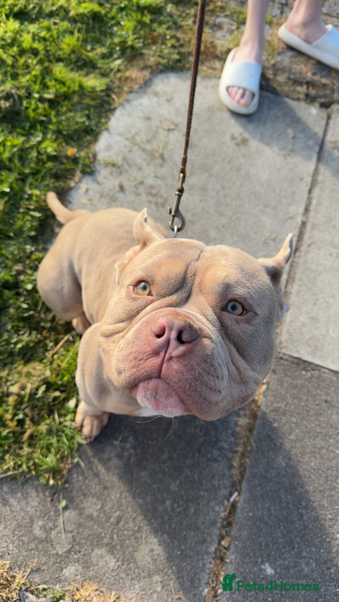 Mixed Breed dogs for sale: Male American bulldog pocket  - Advert 8