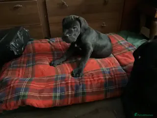 Cane Corso dogs Last one ,pure cane corso puppies - Advert 16