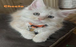 Maine Coon cats for sale: Purebred Maine Coon kittens for sale. - Image 2