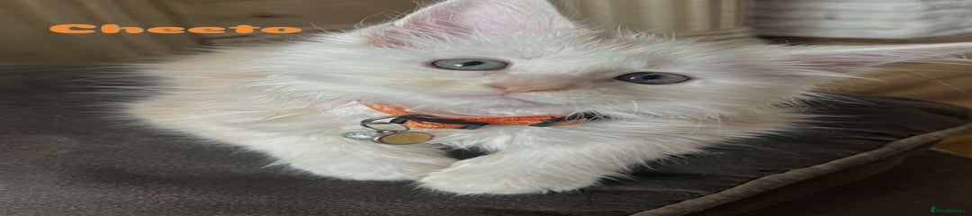 Cheeto (male) 