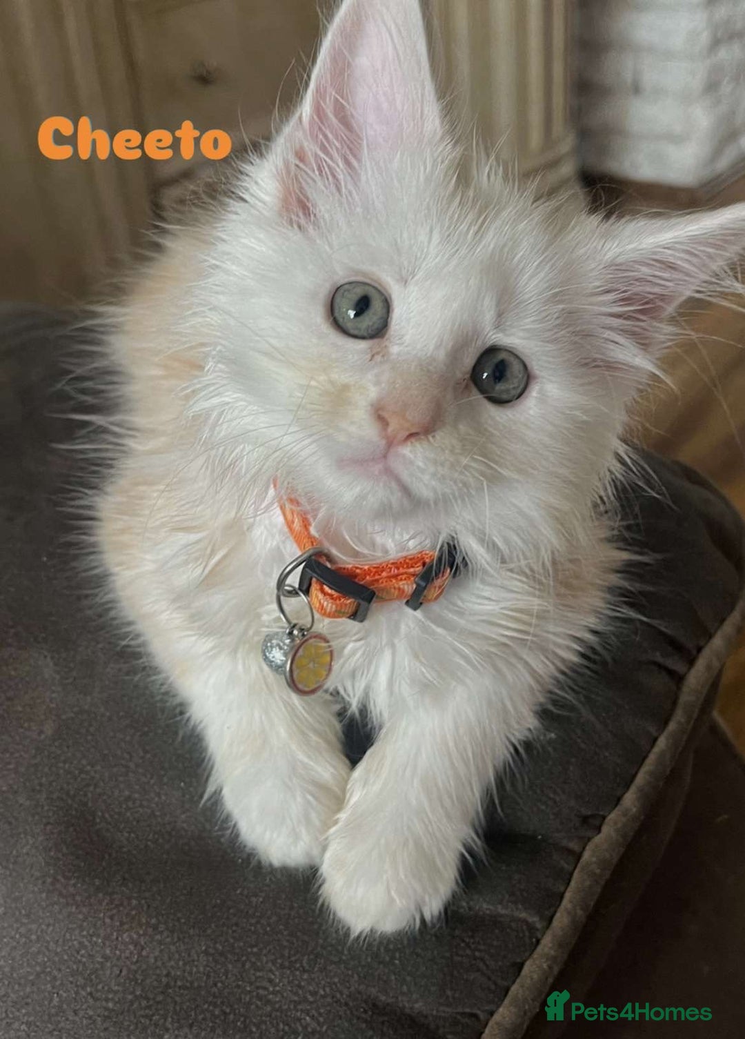 Maine Coon cats for sale: Purebred Maine Coon kittens for sale. - Image 2