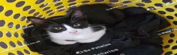 Mixed Breed cats for sale: Adorable kitten looking for a loving home. - Advert 4