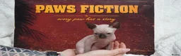 Sphynx cats for sale: Blanket Loving Canadian Sphynx in Manchester - Advert 14