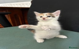 Mixed Breed cats for sale: five beautiful healthy charming kittens - Image 3