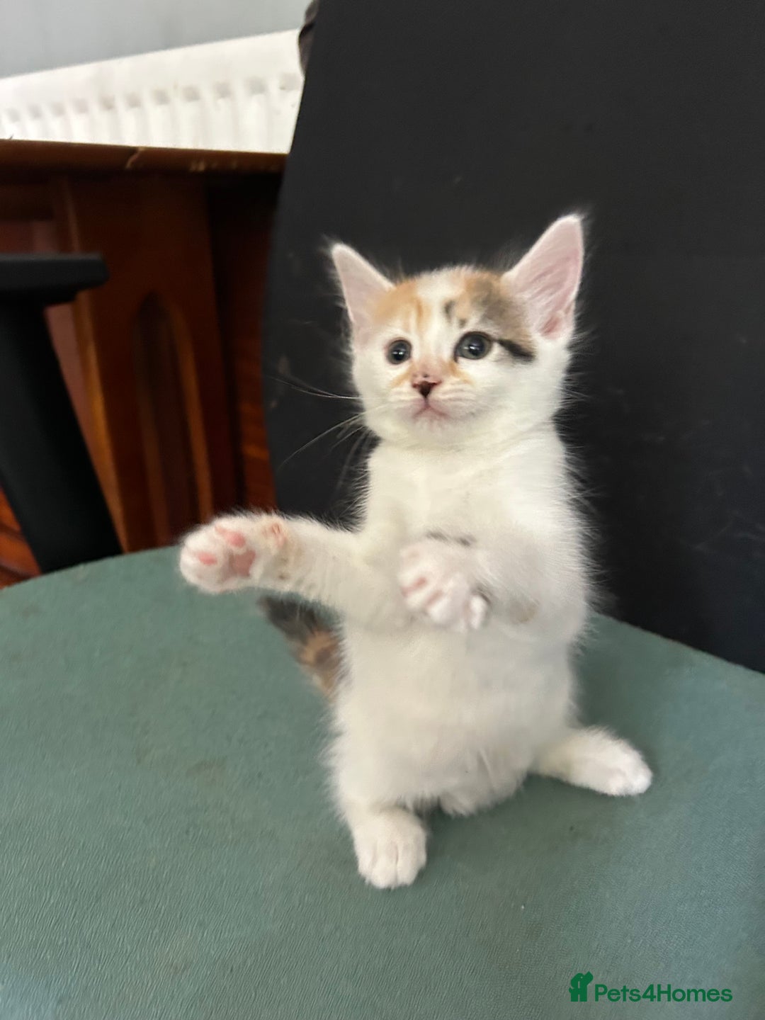Mixed Breed cats for sale: five beautiful healthy charming kittens - Image 3