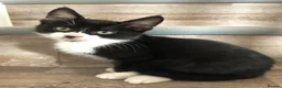 Mixed Breed cats for sale: Kittens - Advert 18