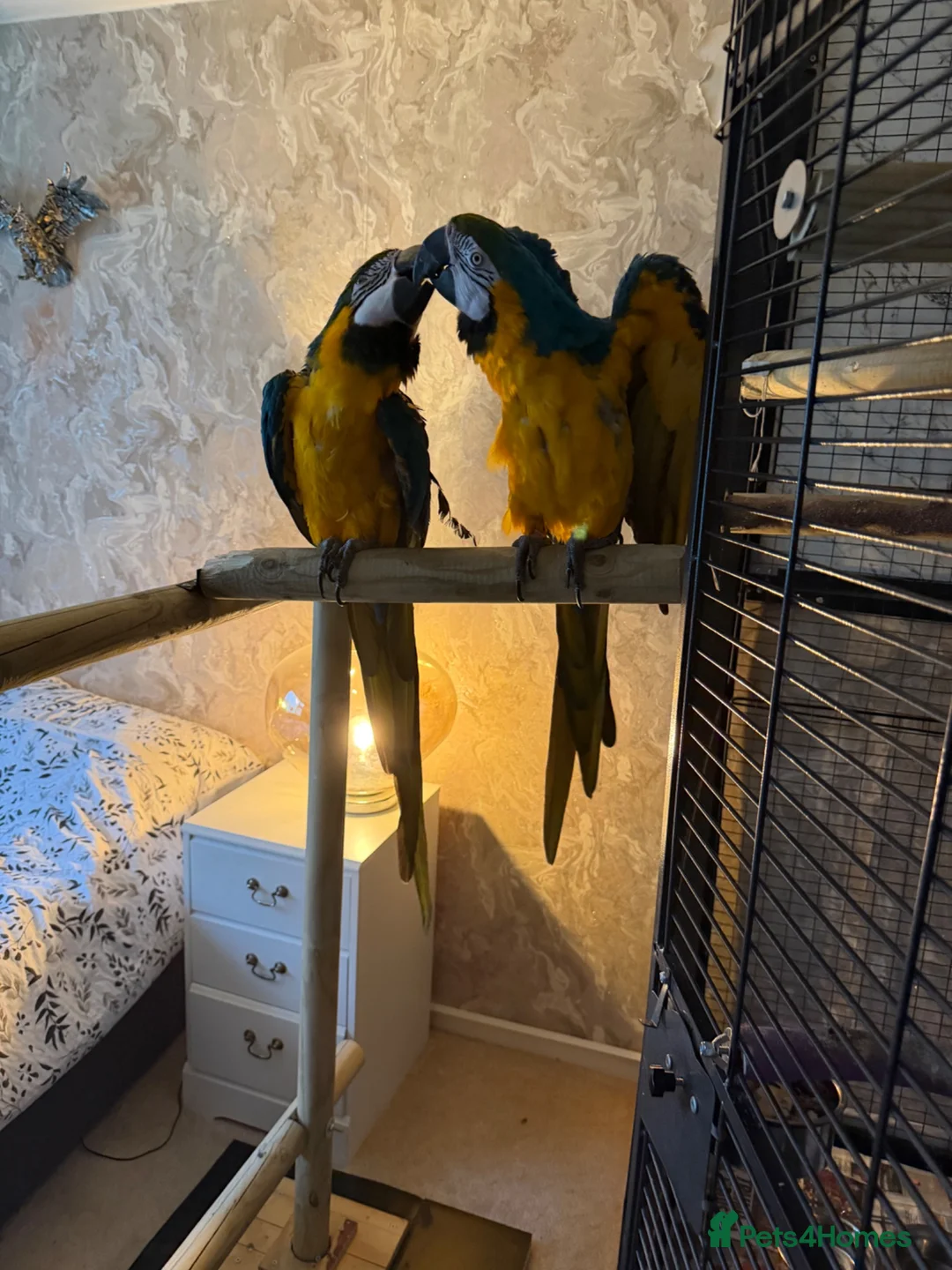 Macaws birds for sale: 2 macaw parrots for sale  in Manchester - Advert 2