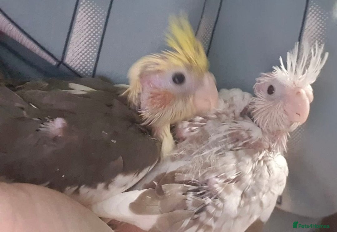 Cockatiels birds for sale:  Baby Cockatiels for sale - Advert 15