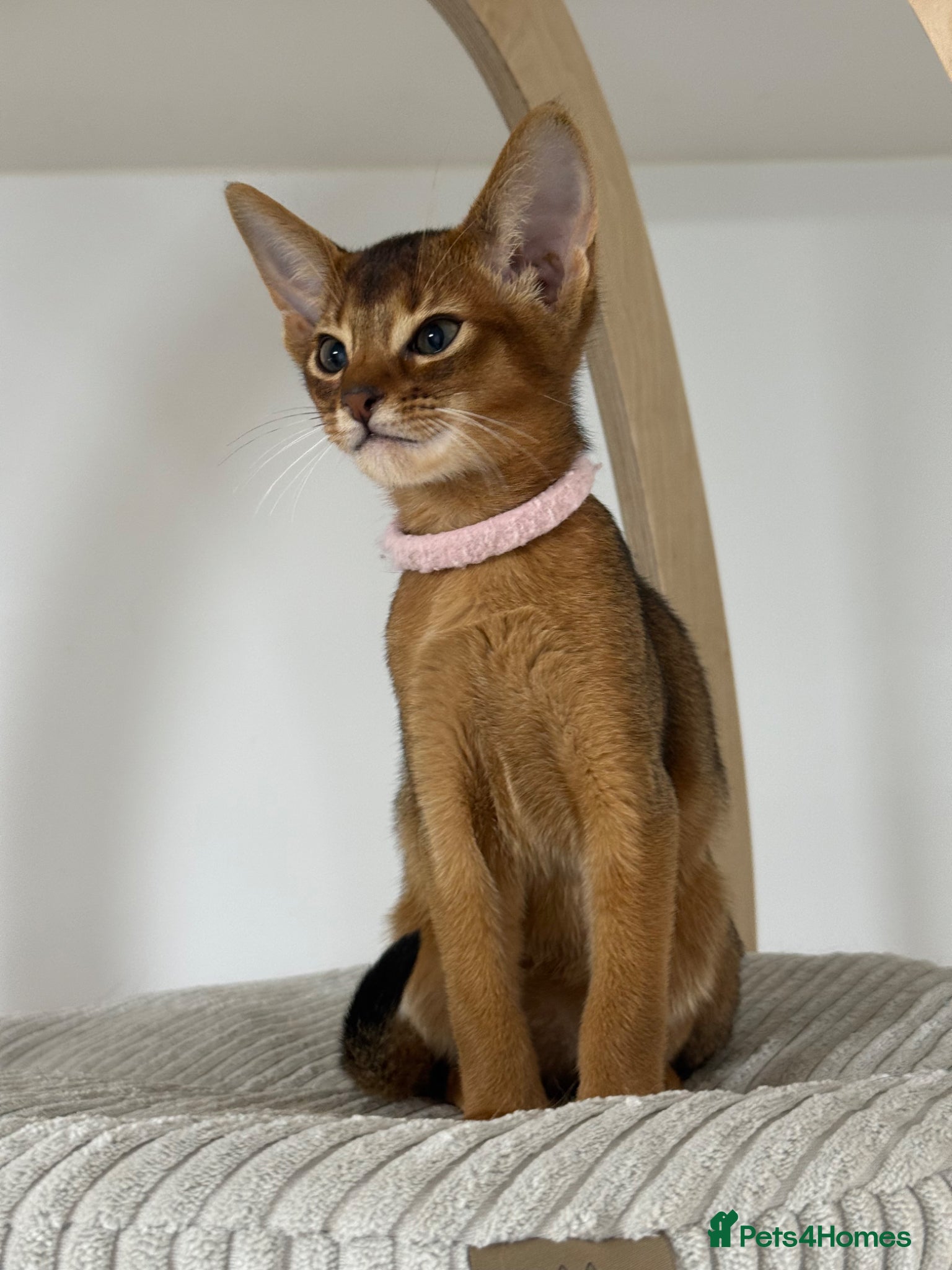 Abyssinian cats Champion parents GCCF registered Amazing 😻😻😻 - Advert 2