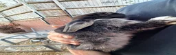 Mixed Breed rabbits for sale: Baby lop rabbits available  - Advert 3