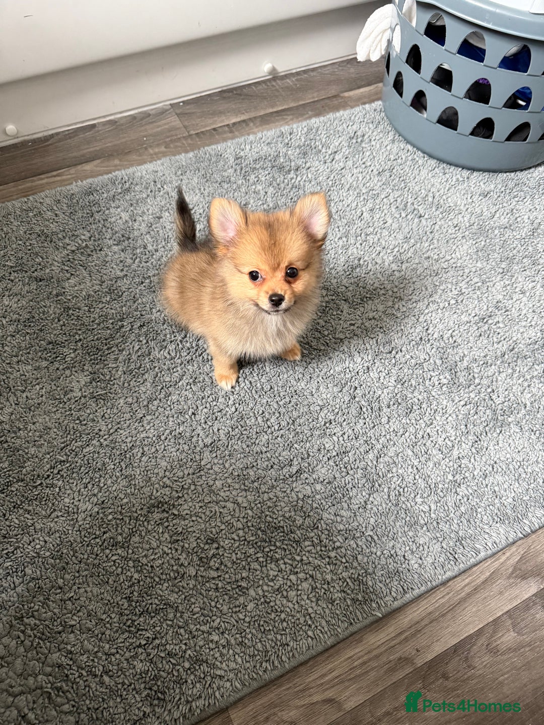 Pomeranian dogs for sale: Pomeranian girls for sale  - Image 2