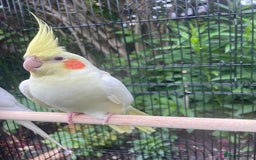 Cockatiels birds for sale: Lutino cockatiel  - Image 5