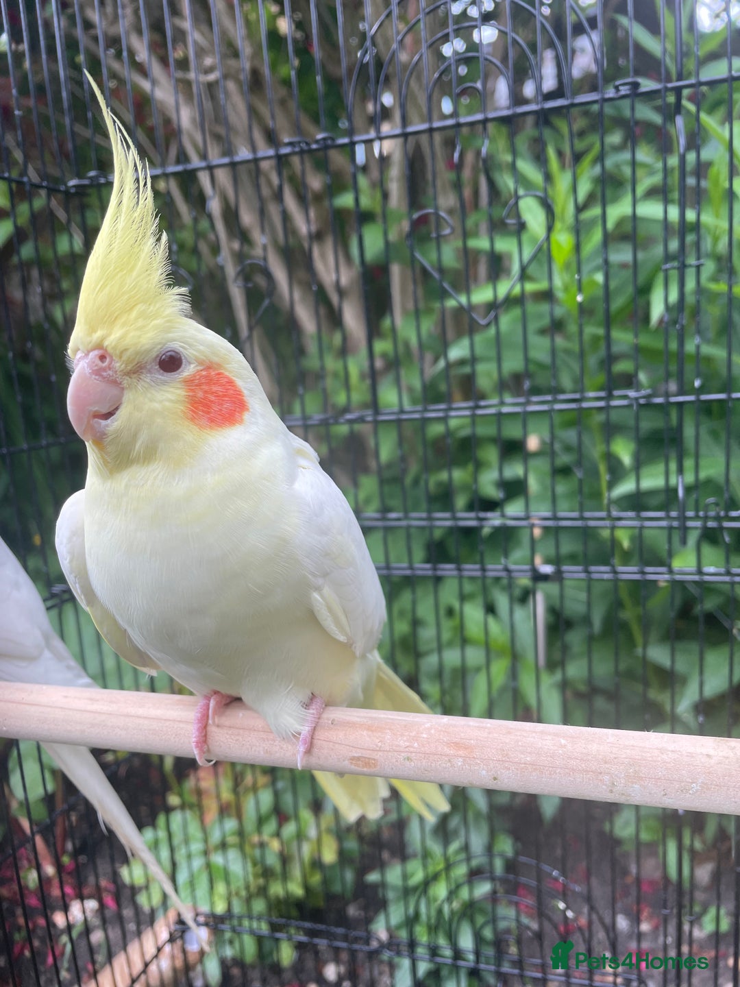 Cockatiels birds for sale: Lutino cockatiel  - Image 5