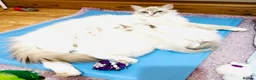 Ragdoll cats for sale: GCCF Registered Ragdolls - Advert 6