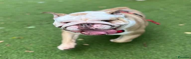 English Bulldog 1