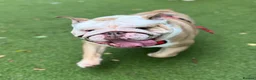 English Bulldog dogs for sale: Ernie  in London - Advert 3