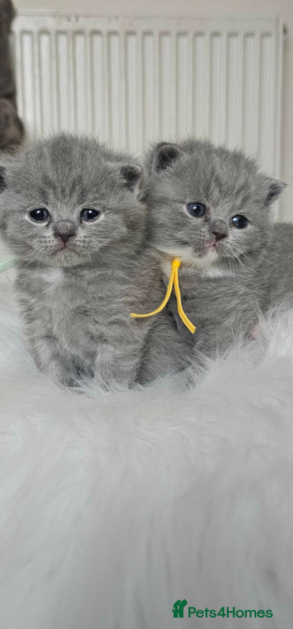 British Shorthair cats British Shorthair Kittens GCCF - Advert 1
