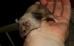 Mouse rodents for sale: Satin, long and short haired varieties  - Image 36