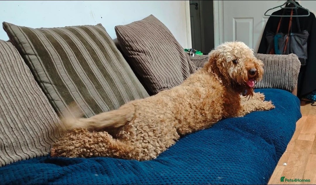 Cockapoo dogs for sale: Beautiful Red cockapoo- female in Shrewsbury - Advert 2