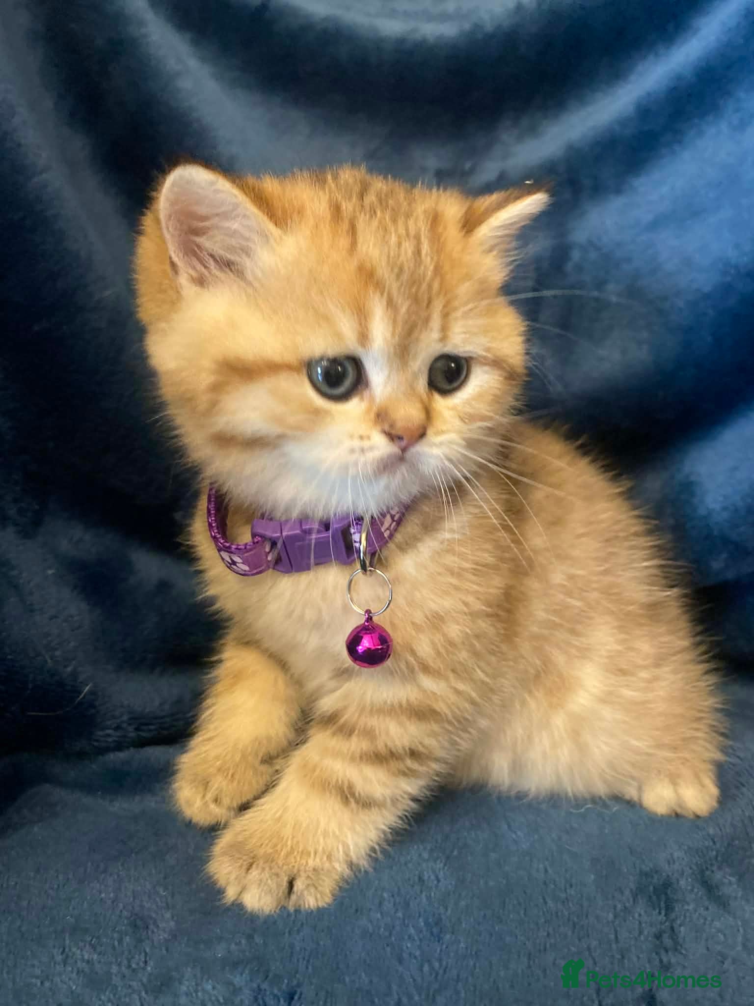 British Shorthair cats British shorthair kittens  - Advert 12