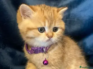 British Shorthair cats British shorthair kittens - Advert 2