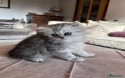 Persian cats for sale: Persian chinchilla x Scottish fold  - Image 1
