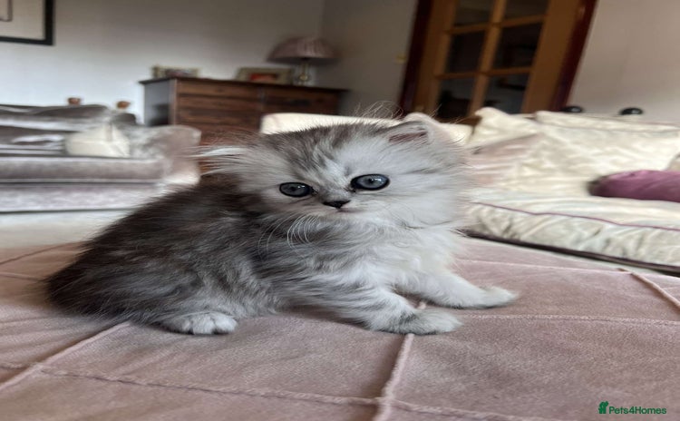 Persian cats - Advert 2
