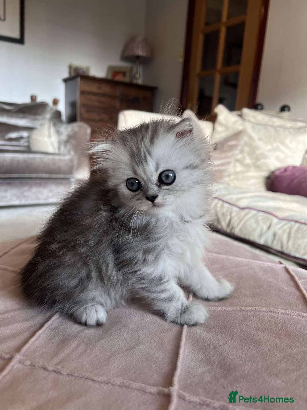 Persian cats for sale: Persian chinchilla x Scottish fold  - Image 1