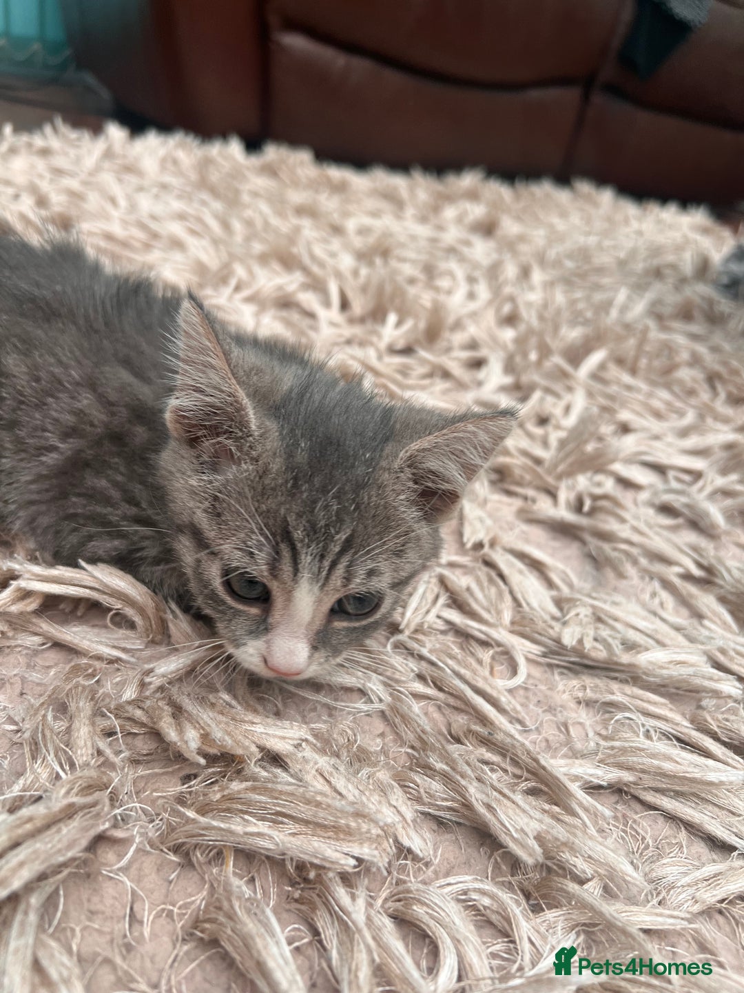 American Shorthair cats for sale: 3 Gorgeous and Playful Kittens Ready To Go - Image 5