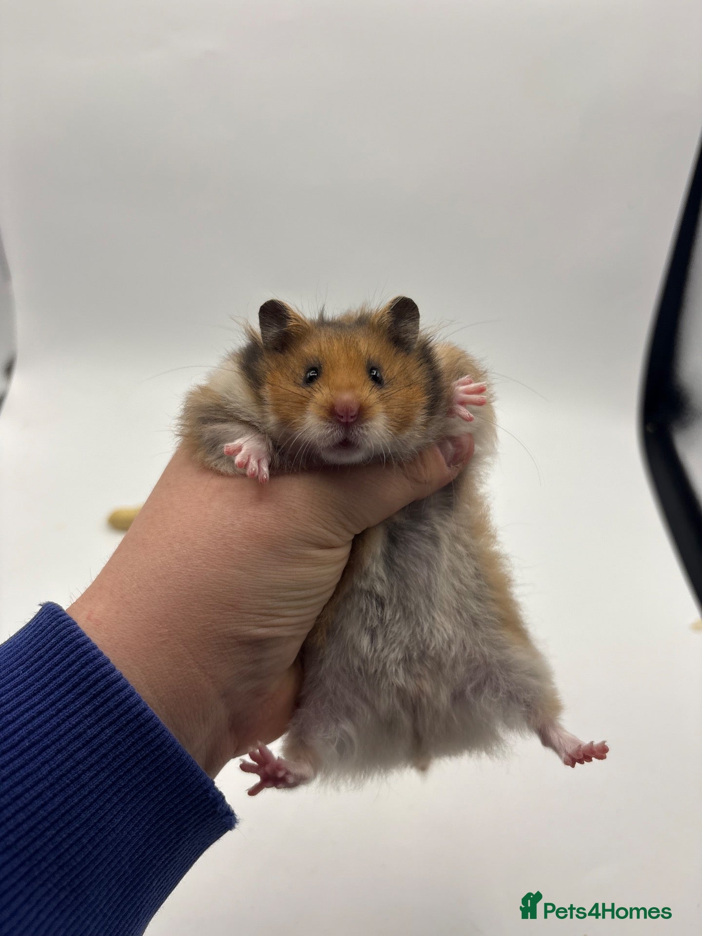 Hamster rodents Pedigree Syrian hamster pups  - Advert 1