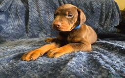 Dobermann dogs for sale: 7 handsome doberman pups - Image 4