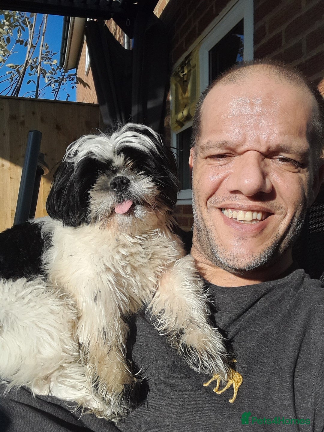 Shih Tzu dogs for sale: Albert in Aylesbury - Image 4