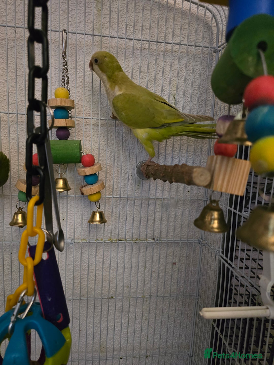 Parrots birds for sale: 2 handreared quakers 250/400 pair - Image 5