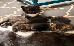 Domestic Shorthair cats for sale: Gorgeous kittens for sale - south of Edinburgh  - Image 1