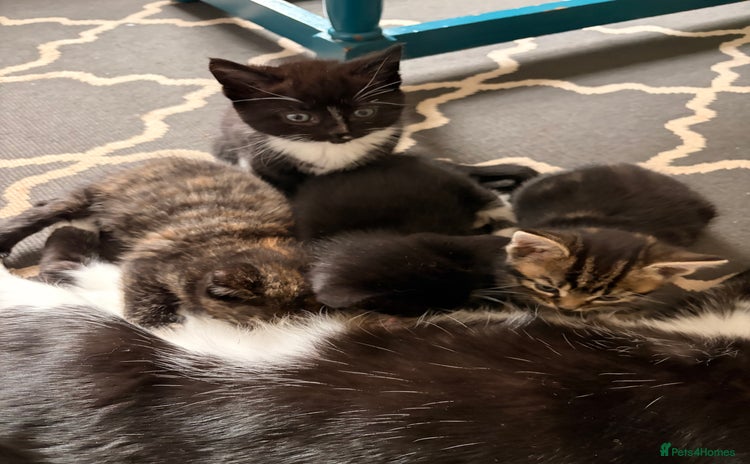Domestic Shorthair cats - Advert 1