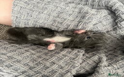 Ragdoll cats for sale: Ragdoll cats  - Image 9