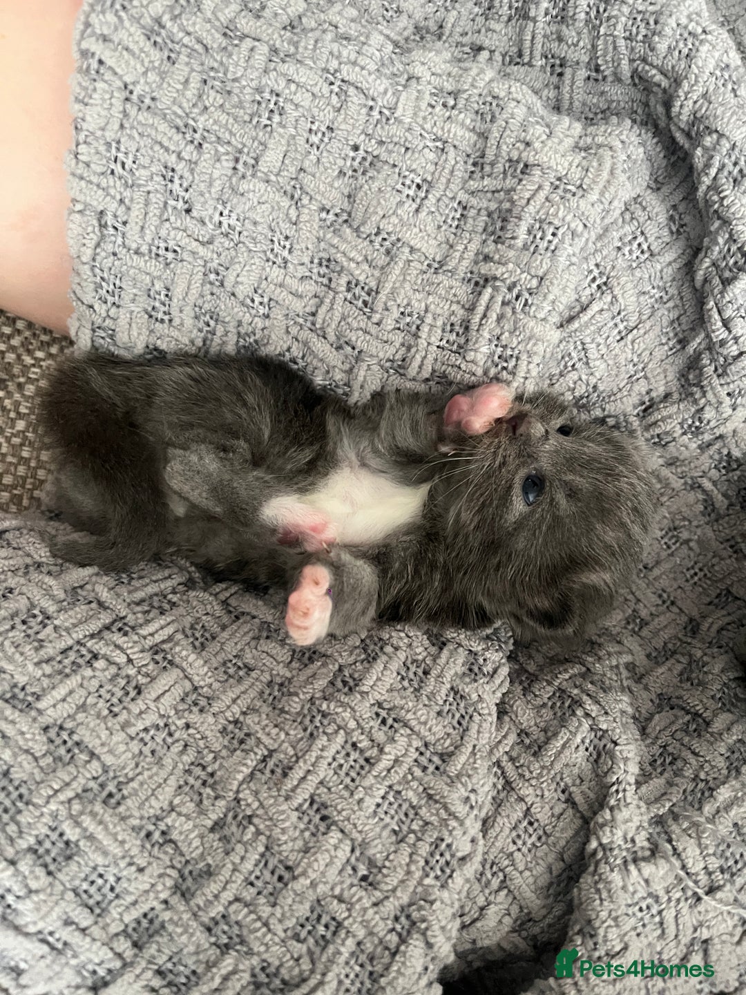 Ragdoll cats for sale: Ragdoll cats  - Image 9