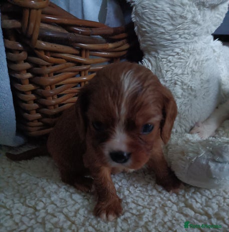 Cavalier King Charles Spaniel dogs Cavalier king charles Pedigree reg health tested - Advert 11