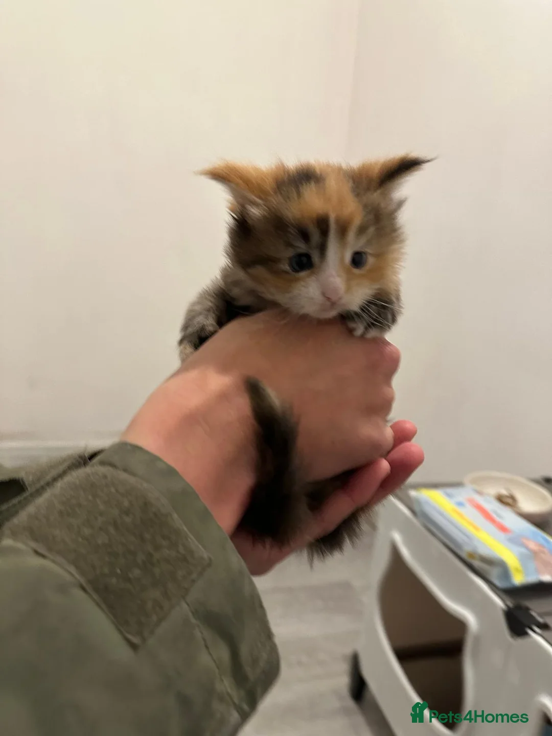 Maine Coon cats for sale: TICA Maine Coon DNA tested (last one left) - Advert 8