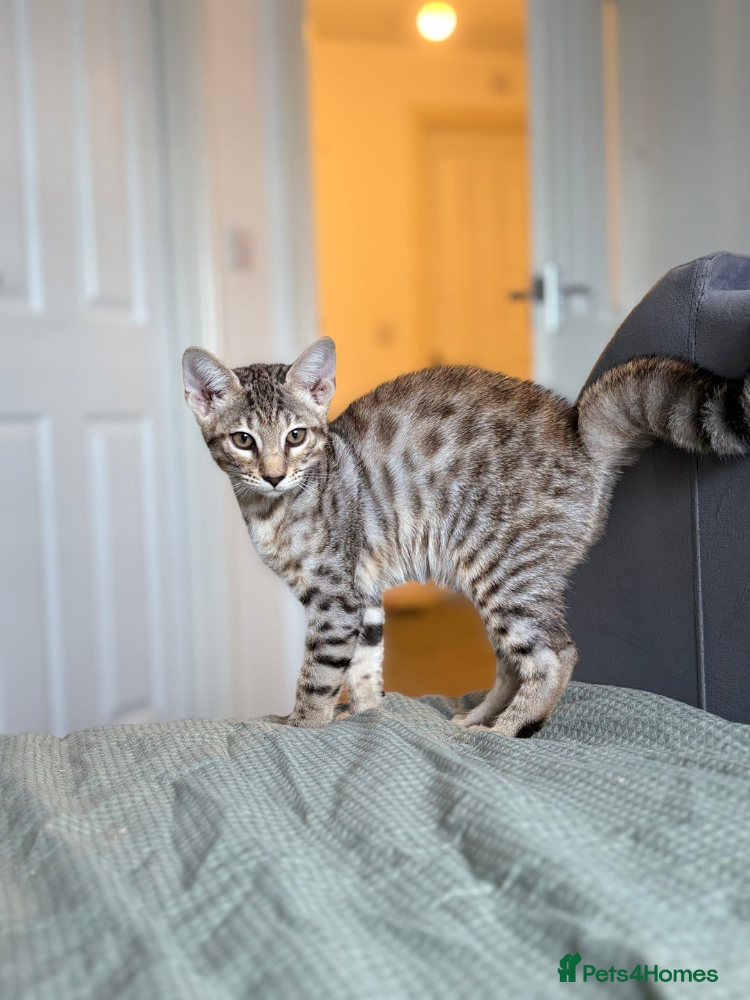 Savannah cats for sale: KIWANGA PEDIGREE F3 SAVANNAH KITTENS  - Image 33