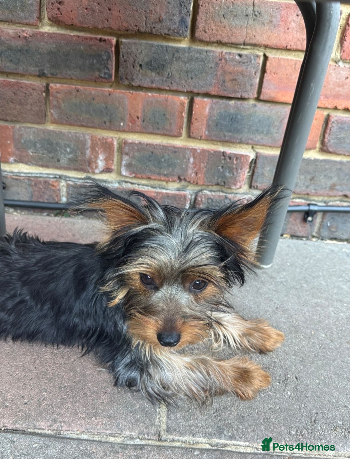 Yorkshire Terrier dogs 6 month old girl pup £900 - Advert 8