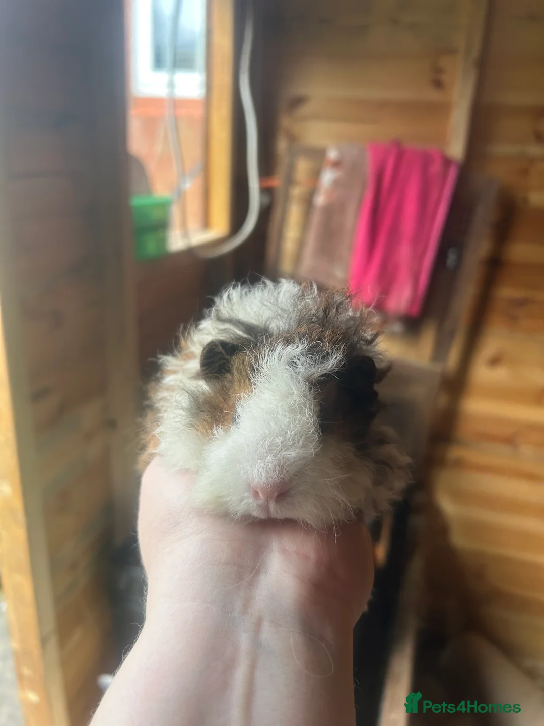 Guinea Pig rodents for sale: Longhair guineapigs  - Advert 7