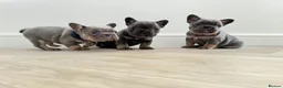 French Bulldog dogs for sale: ⭐️ 3 French bulldogs carrying L4 Fluffy 🧬 ⭐️ - Advert 7